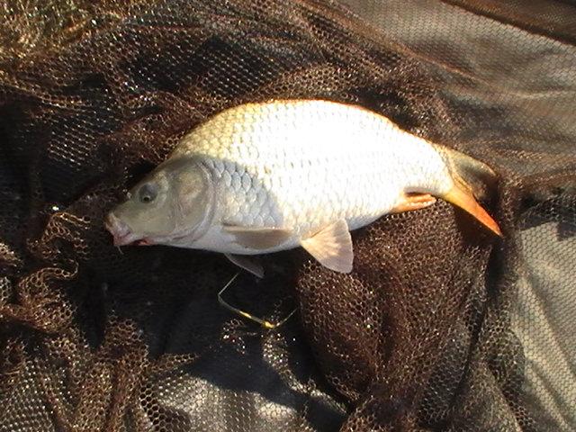 pestiiiiiiiiiiii - pic3788.JPG